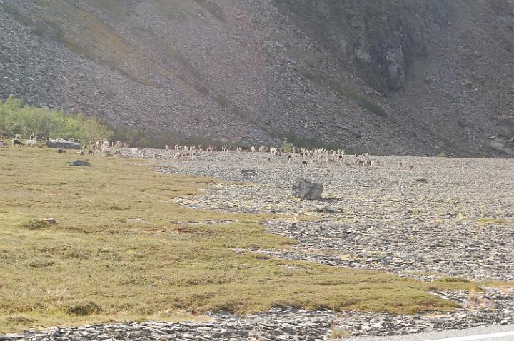 Renne che pascolano Sulla strada verso Mageroya.JPG